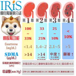 CKD慢性腎臟病犬 診斷分期治療指南