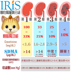 CKD慢性腎臟病貓 診斷分期治療指南